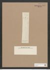 Pleurosigma hyalinum Grun. (de-Toni-Nr.: Genus 13, Species 1010) Zeichnungen Sammlung Grunow Nr. 2058 (NHMW-BOT-W0368918)